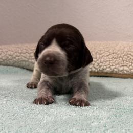 German Shorthaired Pointer Puppies from Lipan Creek German Shorthaired Pointers