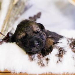 German Shepherd Puppies from Zwinger Vom Rabenauge