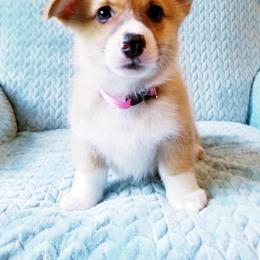 Pembroke Welsh Corgi Puppies from Whimsical Treasure Corgis