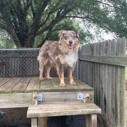 Mika - Australian Shepherd