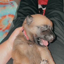 Belgian Malinois Puppies from Pyrex Kennels