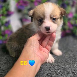 E6 - Red male Pembroke Welsh Corgi puppy in Jacksonville, Texas from ArmnalegRanch LLC