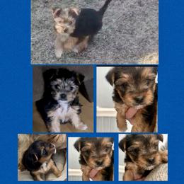 Boy 1 - Black and tan male Yorkshire Terrier puppy in Columbia, Tennessee from Middle Tennessee Teacup Yorkie puppies