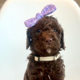 Muffin - Chocolate female Goldendoodle puppy in Pulaski, Tennessee from Doodle My Heart
