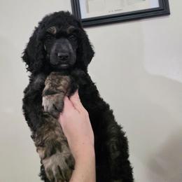 Pax - Phantom male Poodle puppy in New York from Powder Puff Poodles