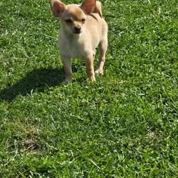 Red - Red and white male Chihuahua puppy in Amity, Pennsylvania from Baxters Chihuahuas