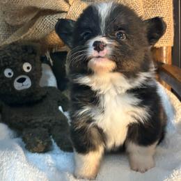 Full fluffy Brownie - Black and white male American Corgi puppy in Decatur, Texas from Bar S Corgis