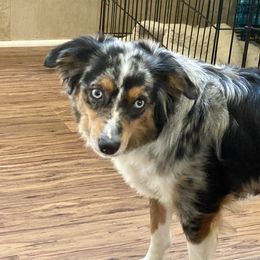 Jewel - Miniature Australian Shepherd