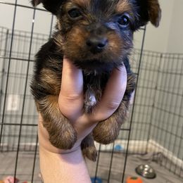 Yorkshire Terrier Puppies from Suttons Yorkies