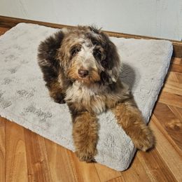 PARIS - Brown merle female Aussiedoodle puppy in Farley, Iowa from Iowa's Doodle Co.