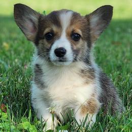Fox - Sable male Pembroke Welsh Corgi puppy in Sidney, Ohio from Cozy Corgi Ranch