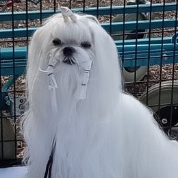 Angel - Maltese