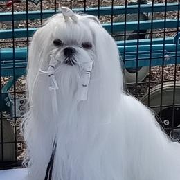 Angel - Maltese