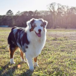 Australian Shepherd All Grown Up from Aussies of Sunset Ridge