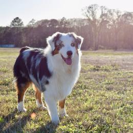 Australian Shepherd All Grown Up from Aussies of Sunset Ridge