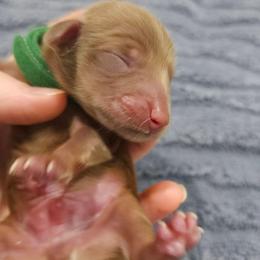 Grover - Chocolate and tan male Dachshund puppy in Loganville, Georgia from Royal Dackel Haus