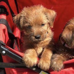 Norfolk Terriers from Rocky Mountain Norfolk Terriers