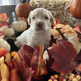 Goldendoodle Puppies from CruzNDoodles