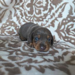 Blue - Blue and tan male Dachshund puppy in Opelika, Alabama from Dachshund Darlins