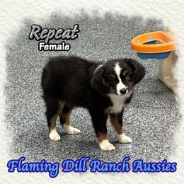 Repeat - Black tri female Toy Australian Shepherd puppy in Forestburg, Texas from Flaming Dill Ranch Aussies