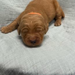 Reese - orange - Dark golden male Golden Retriever puppy in Pelham, Georgia from Sellers Kennels