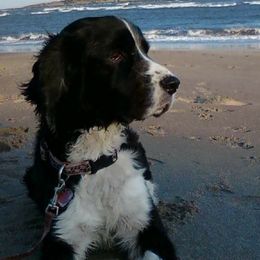 English Springer Spaniels from TLC Springers