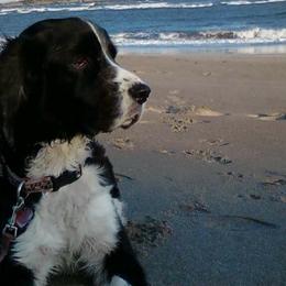 English Springer Spaniels from TLC Springers