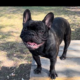 Milo - French Bulldog