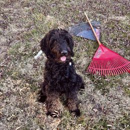 Polly - Goldendoodle