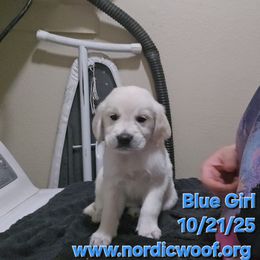 Blue Girl - Light golden female Golden Retriever puppy in Peoria, Arizona from Nordic Woof's Golden Retrievers