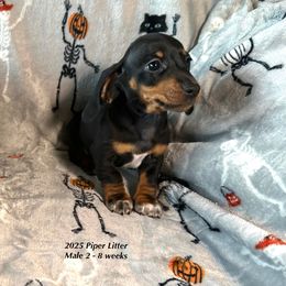 Boy 2 - male Dachshund puppy in Huggins, Missouri from RJ's Miniature Dachshunds