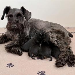 Lilla-Bee - AKC - Pink Collar - Black female Miniature Schnauzer puppy in Wheeler, Wisconsin from Sue’s Miniature Schnauzers