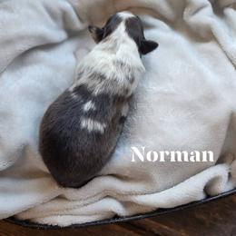 Norman - Sable merle and white male Shetland Sheepdog puppy in Gladbrook, Iowa from T Triple C Shelties