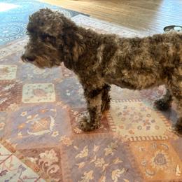 Willow - Cockapoo