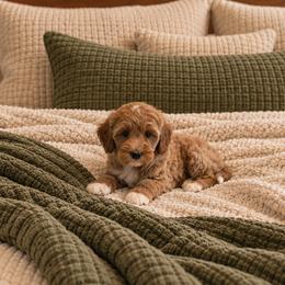 Marietta - Red  female Goldendoodle puppy in Floyd, Virginia from Hearts and Paws Poodles and Doodles