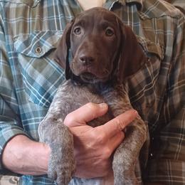 Cocoa - Liver roan female German Shorthaired Pointer puppy in Elberta, Alabama from Old Orchard Farm