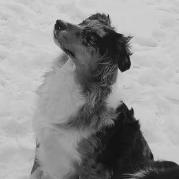 Australian Shepherds from Wilder than the West Standard Australian Shepherds