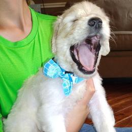 Goldendoodle Puppies from SUPERDog Doodles