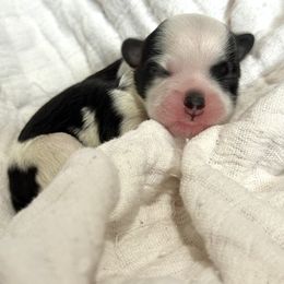 Juniper - Black and white female Shihpoo puppy in Spring Hill, Florida from Parisian Puppies