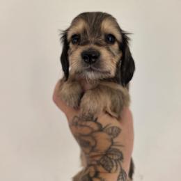 Juniper - Cream female Dachshund puppy in Grants Pass, Oregon from Redwood Dachshunds