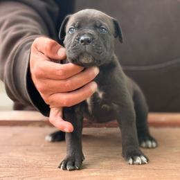 Moonpie - Black brindle female Cane Corso puppy in Ranger, Texas from Luna Rossa Cane Corso
