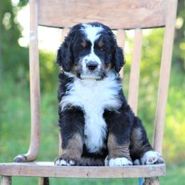 Bernedoodle Puppies from Richardville Hunde