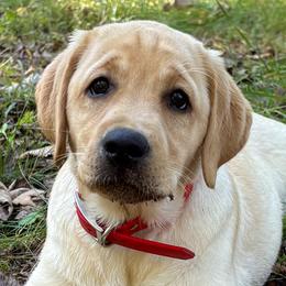 Pink Collar - Yellow female Labrador Retriever puppy in Madison, Wisconsin from Meritrust Labradors