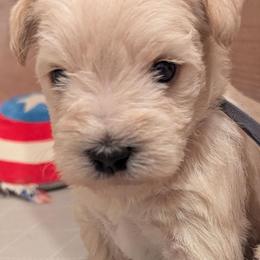 Baby boy 5 - Gray Collar - Bunga- Jacob Ely - Wheaten male Miniature Schnauzer puppy in Eupora, Mississippi from Mississippi Mini Schnauzers