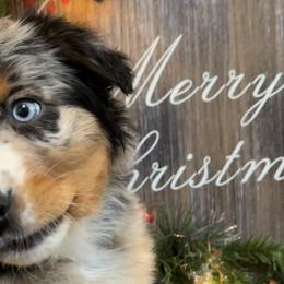 Willow - Blue merle Australian Shepherd puppy in East Wenatchee, Washington from Flying L Aussies