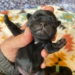 Black girl 2 - Black female Pug puppy in Onalaska, Washington from Cupid’s Pugs