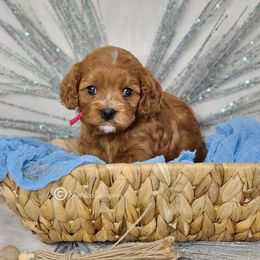 Cavapoo Puppies from Sharices Cavapoos