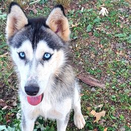 Athena - Siberian Husky