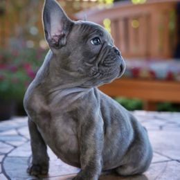 French Bulldog Puppies from FrenchBulldog_AKC