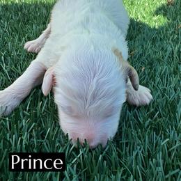 Prince - Red merle male Aussiedoodle puppy in Bakersfield, California from Annie's Aussies